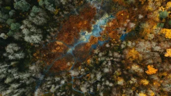 Aerial view of a forest with dense trees in autumn, displaying a mix of green, yellow, and brown foliage surrounding a small stream and patches of water.