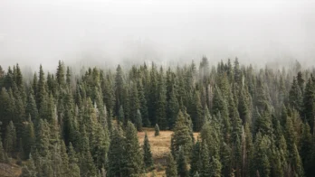 Dense evergreen forest partially obscured by thick fog.