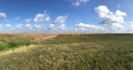 Panoramic view of a grassy field under a blue sky with scattered clouds; a lone tree stands on the left side.