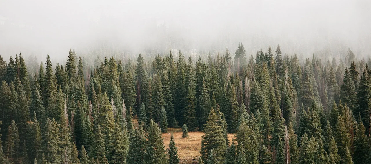 Dense evergreen forest with pine trees partially covered by a thick layer of fog or mist, creating a soft, atmospheric effect.